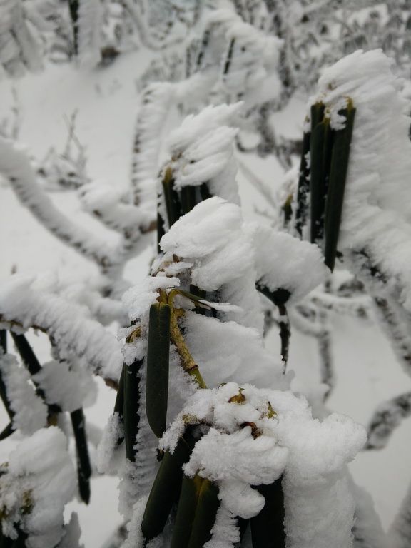 苍山雪