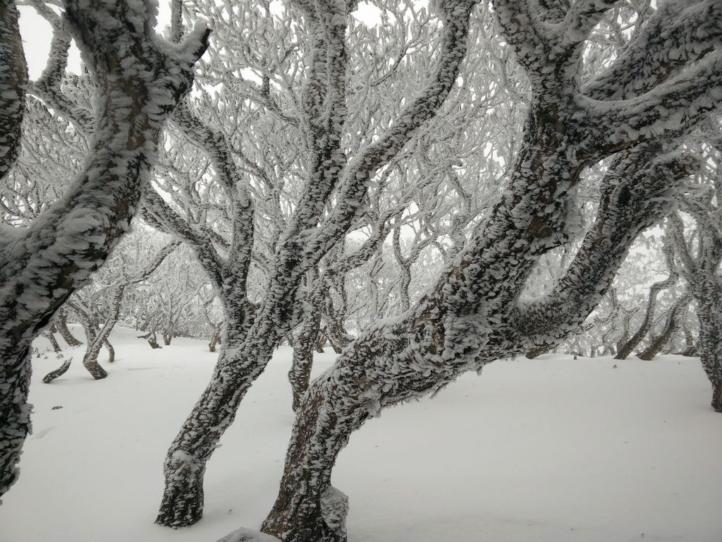 苍山雪